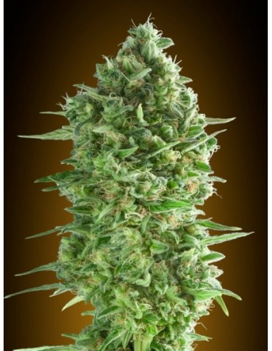 3 UND FEM - DO-SI-DOS COOKIES 