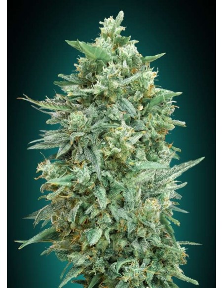 3 UND FEM - AUTO NORTHERN LIGHTS XXL 