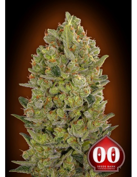 3 UND FEM - 00 CHEESE 