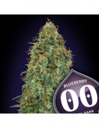 3 UND FEM - BLUEBERRY 