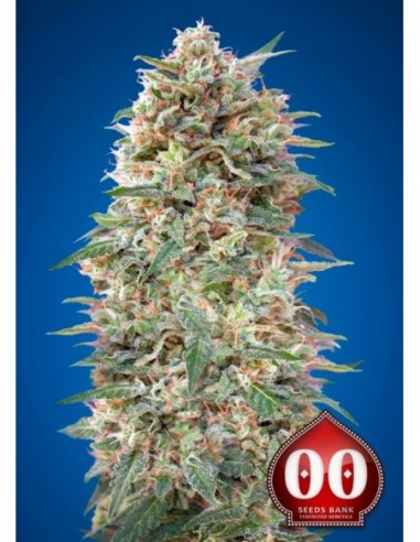 3 UND FEM - CALIFORNIA KUSH  00SEEDS 3 UND FEMINIZADAS