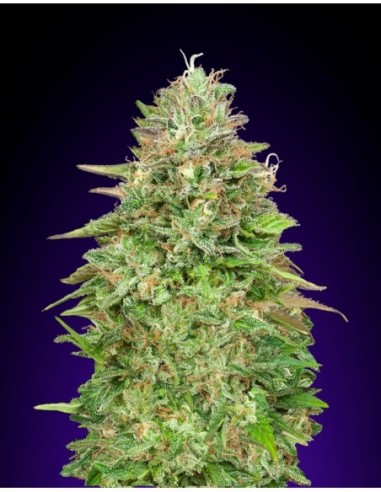 3 UND FEM - CRITICAL POISON FAST 