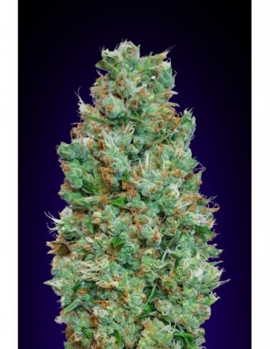 3 UND FEM - AUTO BLUEBERRY 