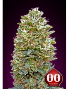 3 UND FEM - AUTO BUBBLE GUM  2