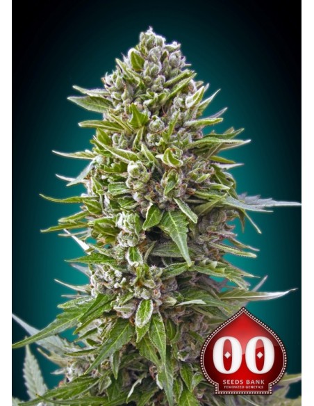 3 UND FEM - AUTO NORTHERN LIGHTS  00SEEDS 3 UND FEMINIZADAS