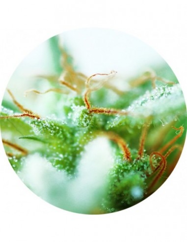 5 UND REG - DR. TAO SATIVA 