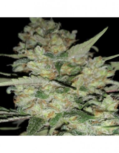 3 UND FEM - AUTO CRITICAL 