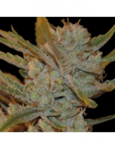 3 UND FEM - AUTO OXUS 