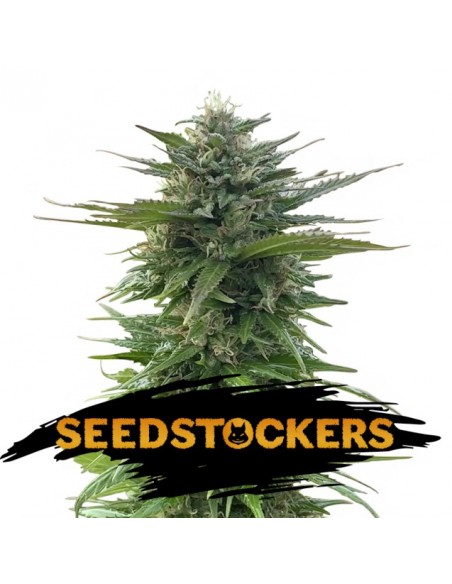 5 UND FEM - CBG ZERODUE FEM  SEEDSTOCKERS 5 UND FEMINIZADAS