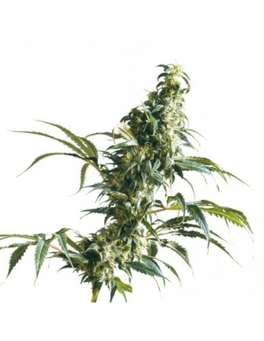 3 UND FEM - MEXICAN SATIVA ® 
