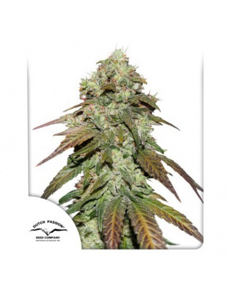 1 UND FEM - CBD MAZAR ® 