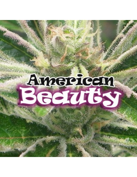 2 UND FEM - AMERICAN BEAUTY 