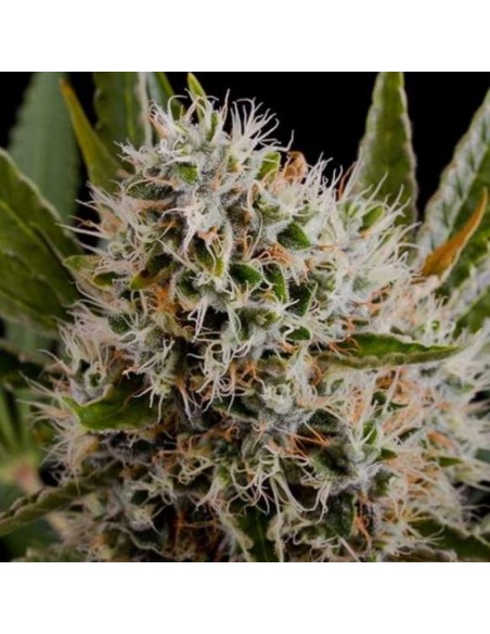 10 UND REG - LITHIUM OG KUSH 