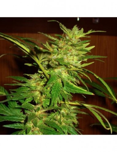 10 UND REG - SWISS CHEESE - NIRVANA 10 UND REGULARES