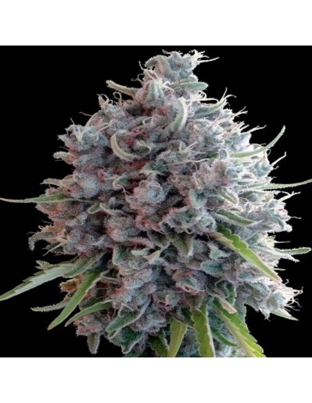 1 UND FEM - KILLER A5 HAZE 