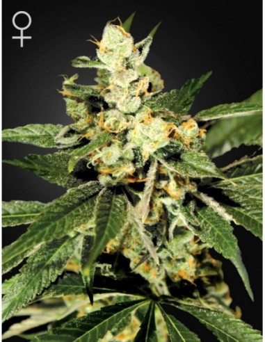 3 UND FEM - TRAINWRECK 