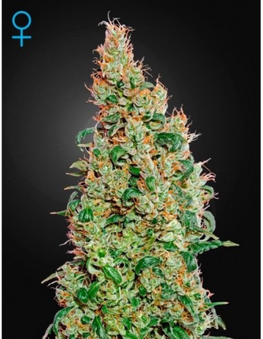 3 UND FEM - GREEN-O-MATIC 