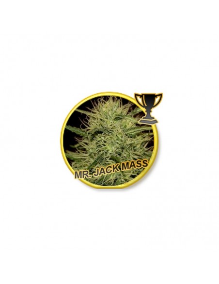 3 UND FEM - MR. JACK MASS 