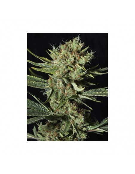 3 UND FEM - ONLY CBD 