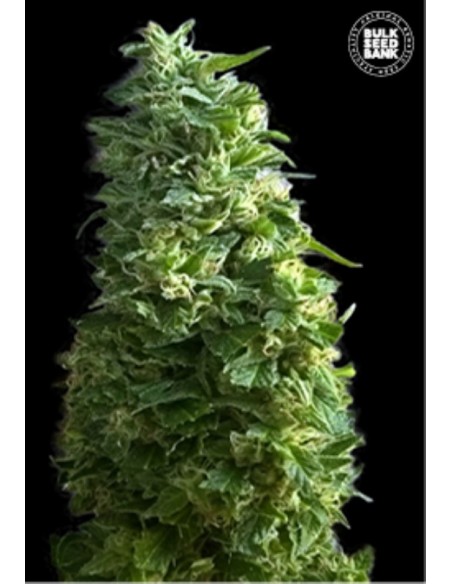 5 UND FEM - LIME SKUNK 