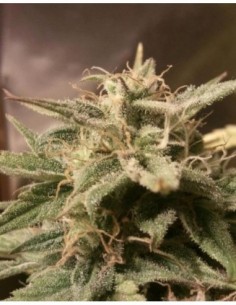 4 UND FEM - AUTO BUBBLE  2