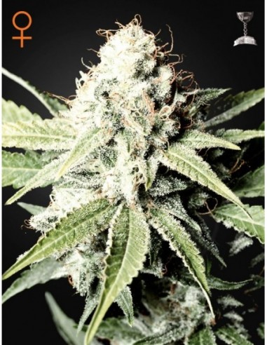 3 UND FEM - GREAT WHITE SHARK 