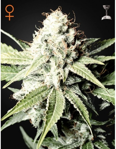 3 UND FEM - GREAT WHITE SHARK 