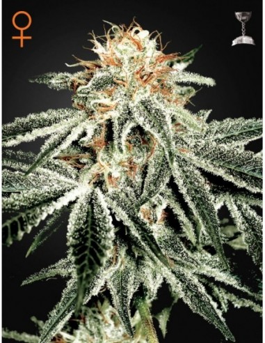 3 UND FEM - WHITE WIDOW 