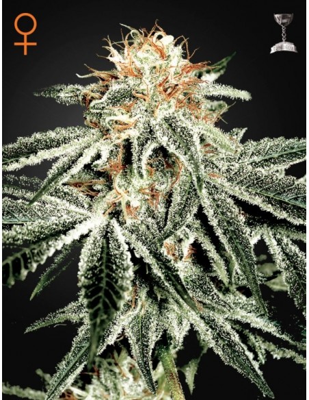 3 UND FEM - WHITE WIDOW 
