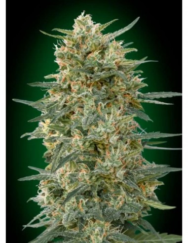 5 UND FEM - GORILLA FAST 