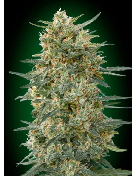 5 UND FEM - GORILLA FAST 