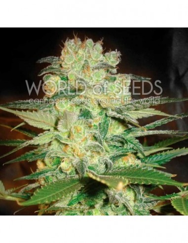 3 UND FEM - AFGHAN KUSH X WHITE WIDOW (MEDICAL C.) 