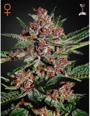 3 UND FEM - BUBBA KUSH 