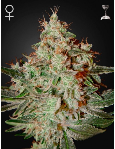 3 UND FEM - LEMON SKUNK 