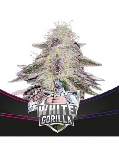 2 UND FEM - WHITE GORILLA - DRAFT LINE 