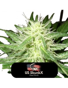 3 UND FEM - ICE KUSH 