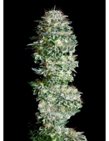 3 UND FEM - ABSOLUTE HERER 