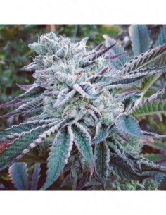 3 UND FEM - CHEESE CAKE COOKIES  2