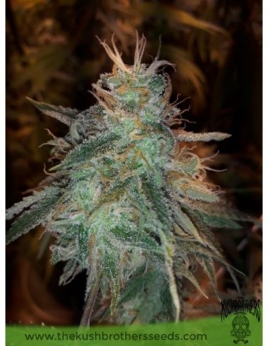 3 UND FEM - BANANA SHERBET 