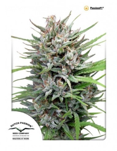 3 UND FEM - PASSION 1 ® 