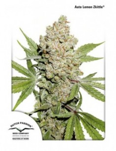 1 UND FEM - AUTO LEMON KIX ®  2