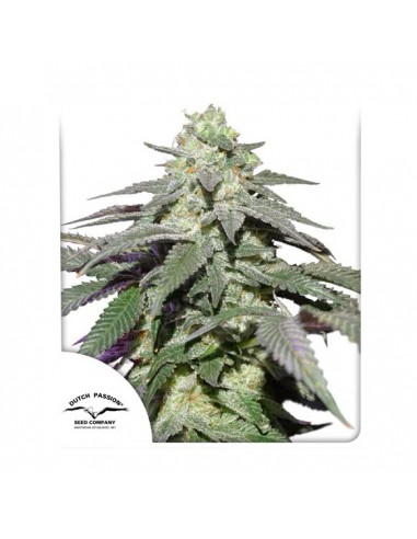 3 UND FEM - AUTO SKYWALKER HAZE ® 