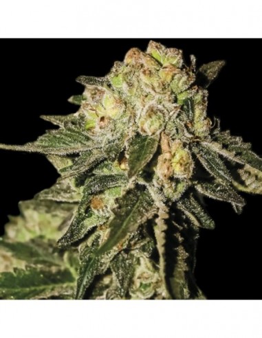 3 UND FEM - SUPER MANDARINA 