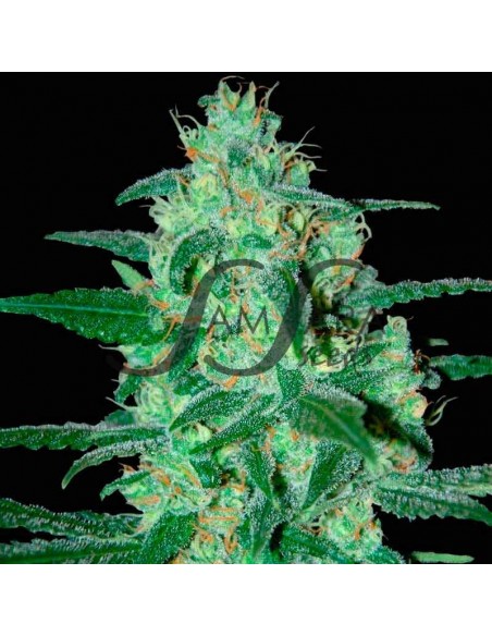 3 UND FEM - THUNDER BLOODY MARY AUTO (SAMSARA) 