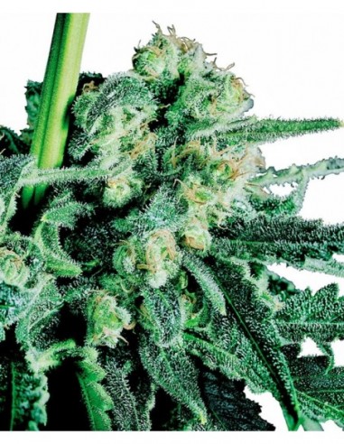 5 UND FEM - SENSI SKUNK ® 