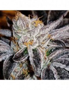 3 UND FEM - PCG COOKIES X WATERMELON ZKITTLEZ - PURPLE CITY GENETICS 3 FEMINIZADAS 2