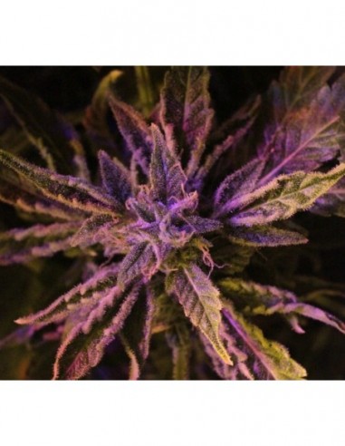 3 UND FEM - DOCTOR'S CHOICE 1 AUTO 