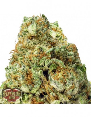 3 UND FEM - TURBO BUD AUTO 