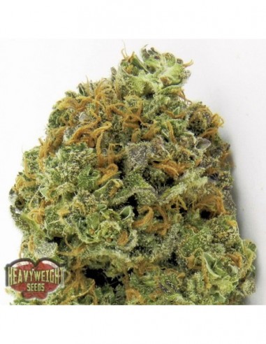 3 UND FEM - WIPEOUT EXPRESS AUTO 