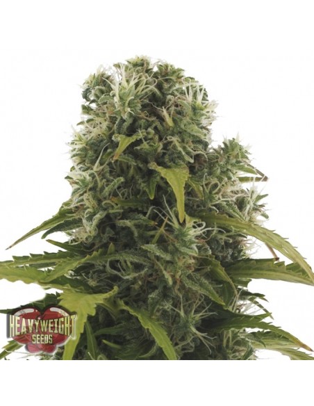 3 UND FEM - HIGH DENSITY AUTO 